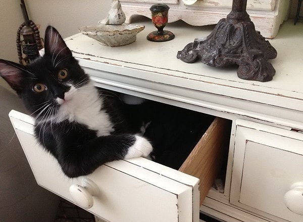 6. О чем думает котейка, когда пристально смотрит на вас в течение пары минут?