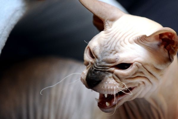 9. Почему котейка шипит?