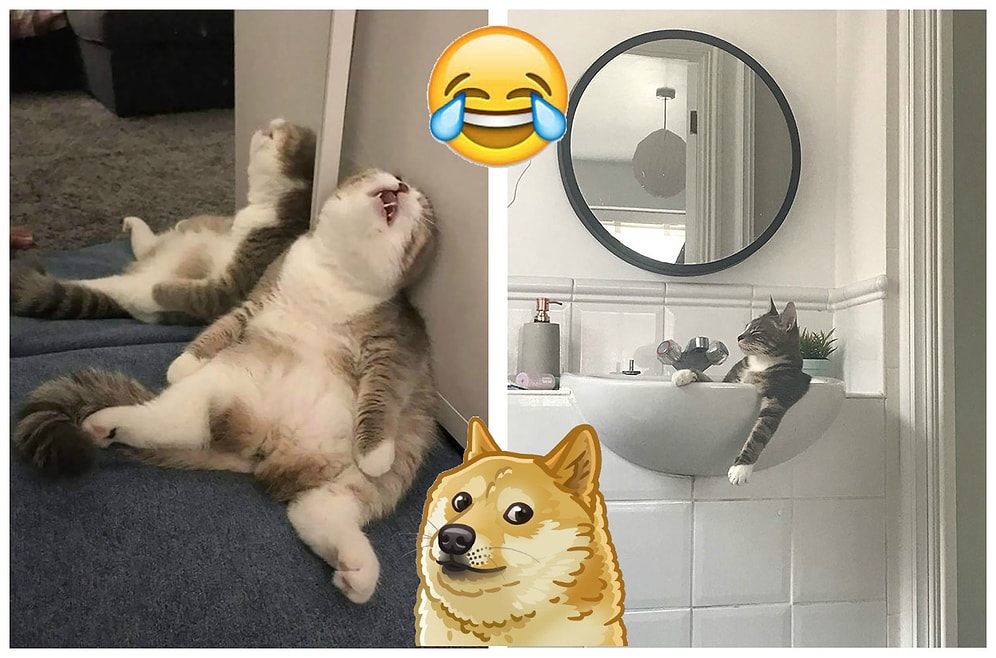 30 усатых-полосатых, которые спят в самых невообразимых позах и местах