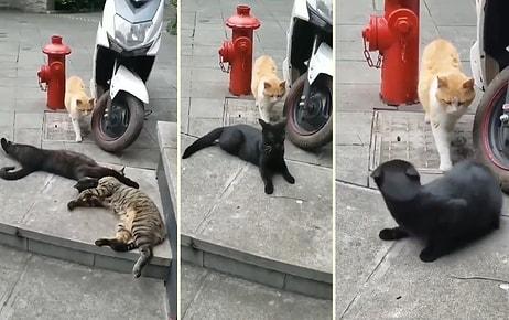 Bildiğiniz Tüm İhanetleri Unutturacak Türden Video: Çapkınlık Peşindeki Kedinin Yakalandığı An!