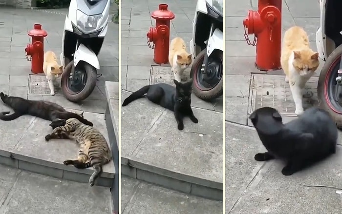 Bildiğiniz Tüm İhanetleri Unutturacak Türden Video: Çapkınlık Peşindeki Kedinin Yakalandığı An!