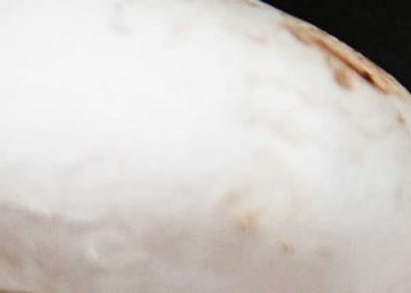 3. Это гриб или лошадь?