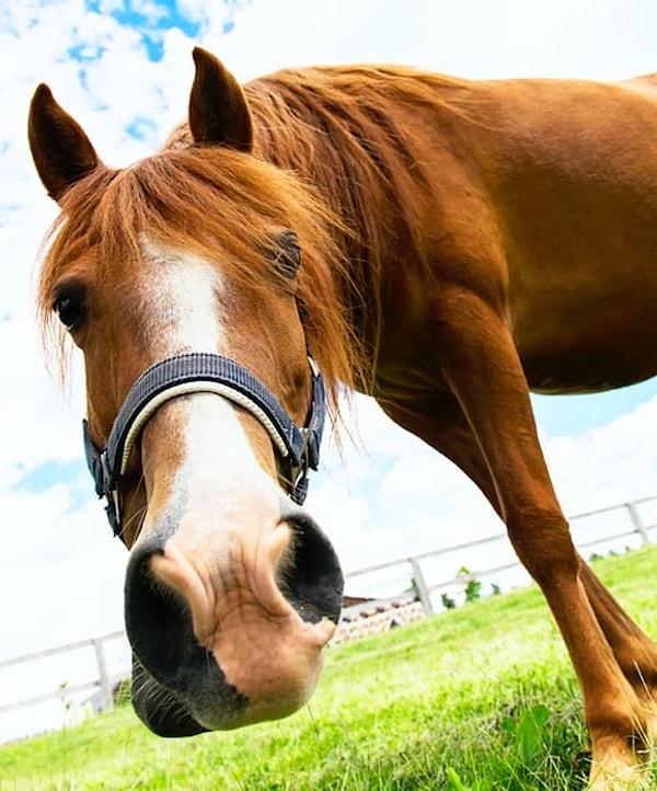 Посмотреть правильный ответ: