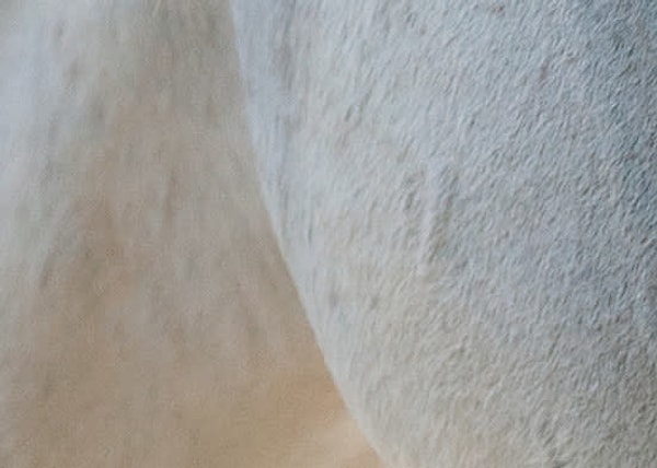 6. Как вам кажется, это мороженое или все же лошадка?