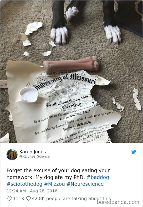 12. Хуже чем съеденная собакой домашка может быть только съеденный собакой дисер