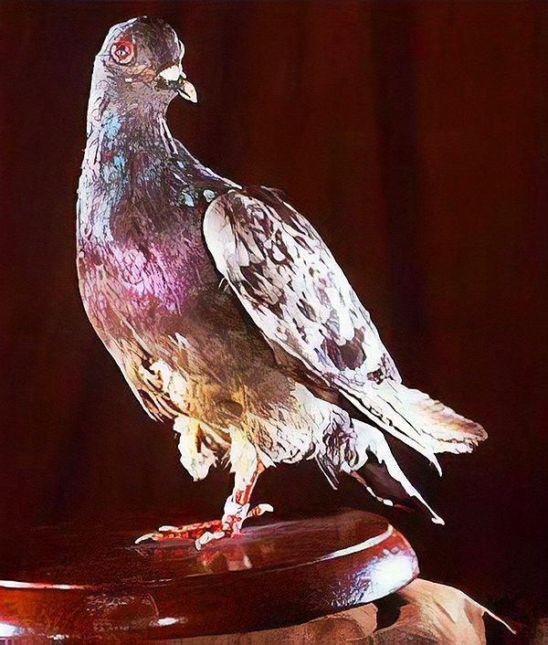 3. Bu güvercin 1. Dünya Savaşı'nda bir mesajı yerine götürerek 200 askerin hayatını kurtardı. İsmi ise Cher Ami, yani 'Sevgili dostum'!