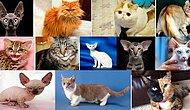 Тест: Выберите кота, а мы угадаем ваш знак зодиака (бонус: прогноз на ближайшее время)
