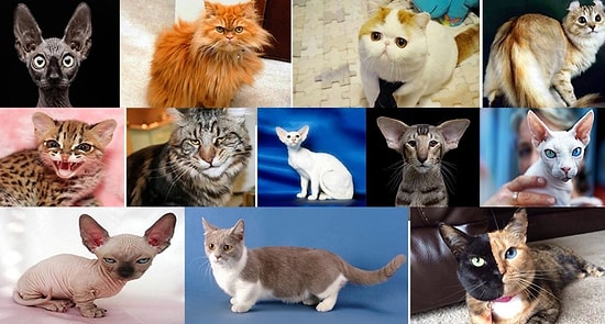 Тест: Выберите кота, а мы угадаем ваш знак зодиака (бонус: прогноз на ближайшее время)