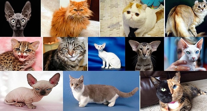 Тест: Выберите кота, а мы угадаем ваш знак зодиака (бонус: прогноз на ближайшее время)