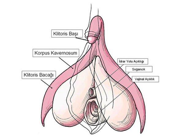 Çok konuşulan klitoris de vajinanın bir bölümü değildir.