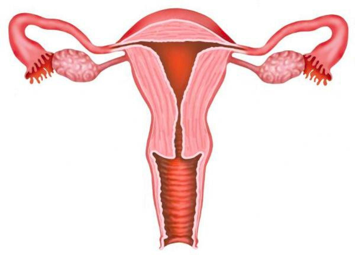 Женские половые органы яичник. Строение влагалища и шейки матки. Строение влагалища шейка матки. Здоровая женская матка.