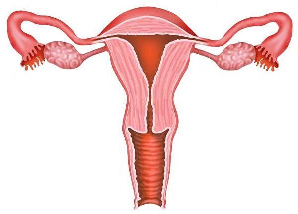 Vajinanın sonunda rahim ağzı var ve rahim yani uterus bu noktadan sonra başlıyor.