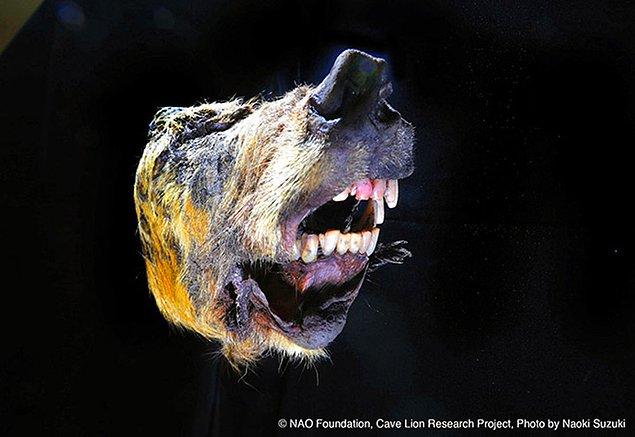 Dişleri ve tüyleri sağlam halde olan kurdun yaklaşık 2 ila 4 yaşları arasında olduğu tahmin ediliyor. 30 bin yıldır buzun içinde kalmış bu kurt kafası sizce de büyüleyici değil mi?