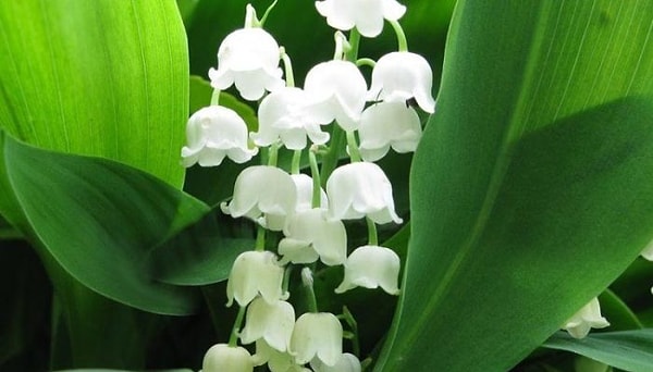 7. Знаете, сколько листьев у ландыша?