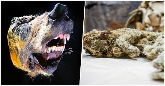 Bilim Dünyasında Önemli Keşif: Sibirya'da Bulunan Kurt Kafası ve Yavru Dağ Aslanı En Az 30 Bin Yıllık Çıktı!