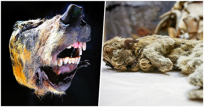 Bilim Dünyasında Önemli Keşif: Sibirya'da Bulunan Kurt Kafası ve Yavru Dağ Aslanı En Az 30 Bin Yıllık Çıktı!