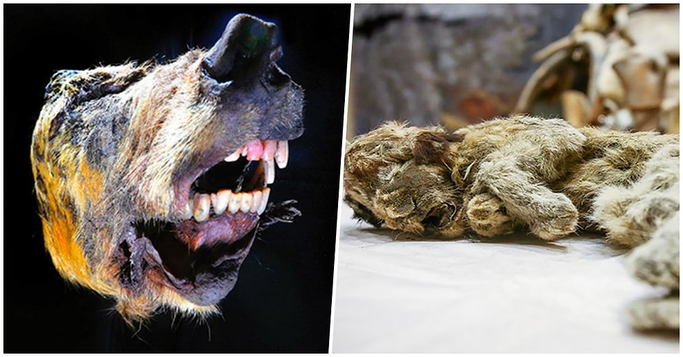 Bilim Dünyasında Önemli Keşif: Sibirya'da Bulunan Kurt Kafası ve Yavru Dağ Aslanı En Az 30 Bin Yıllık Çıktı!