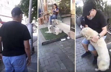 Zonguldak'ta Baktıkları Leo İsimli Köpeği Kaybolduktan Bir Süre Sonra Bartın'da Bulan Ailenin Muhteşem Görüntüleri