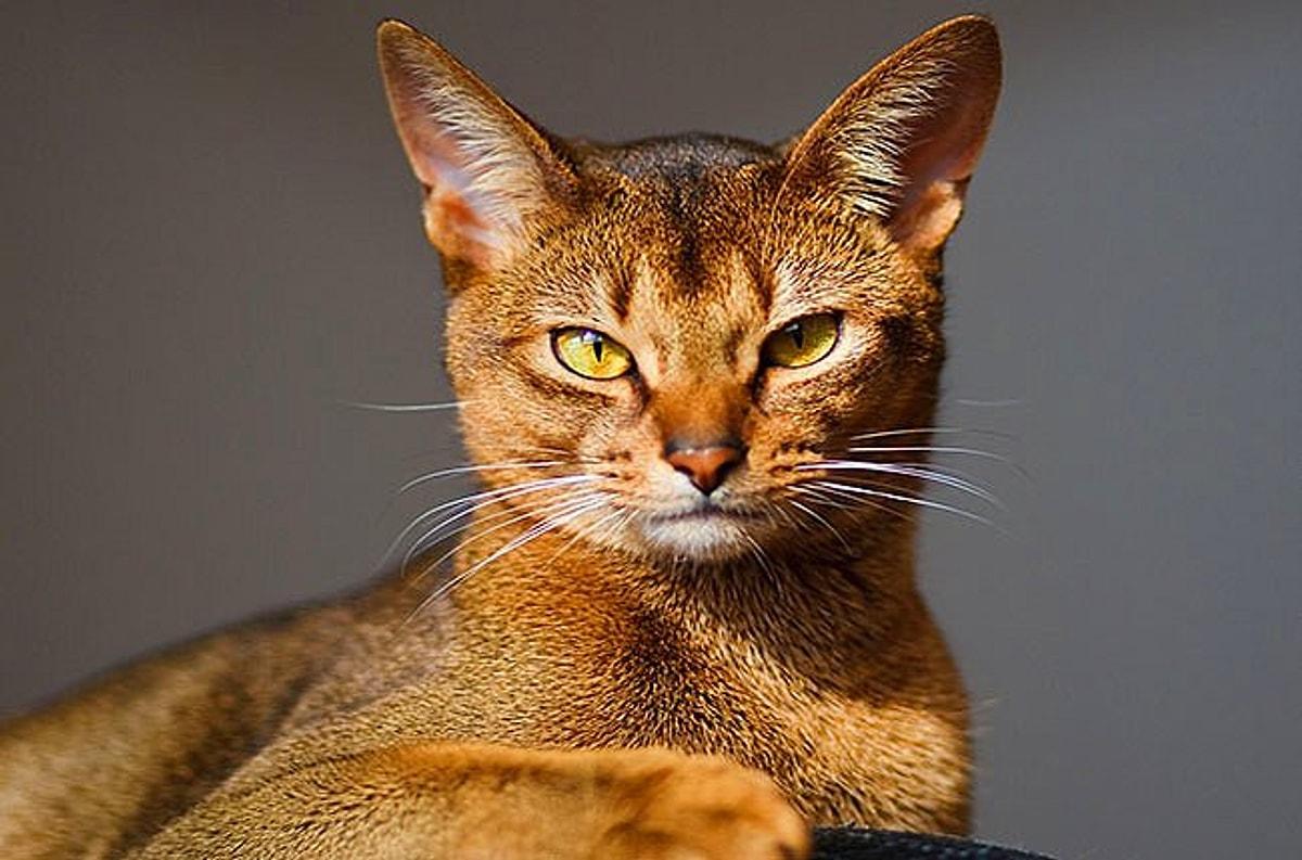 Фотографии абиссинскую породу. Абиссинская кошка. Египетская кошка Абиссинская. Кот породы абиссинец. Каракет Абиссинская кошка.