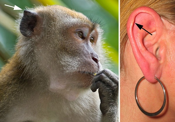 6. Дарвинов бугорок