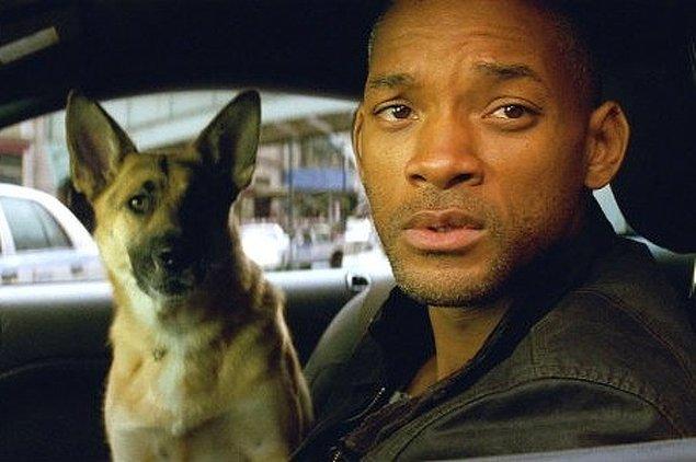 12. I Am Legend setinde Will Smith, Abbey isimli köpeği o kadar sevmiş ki, sahiplenmek istemiş. Ama eğitmeni köpeği vermek istememiş...