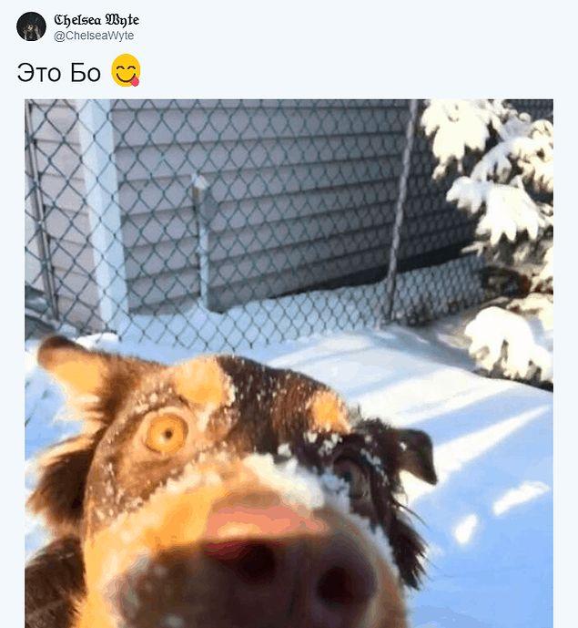 Девушка выложила неудачное фото своей собаки в Сети, и другие пользователи решили последовать ее примеру. А удачные ли фото, смотрите сами