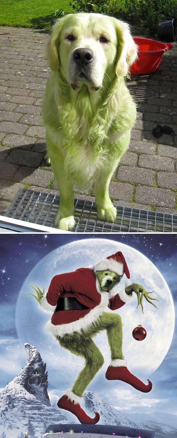 10. Он просто игрался на свежескошенной траве