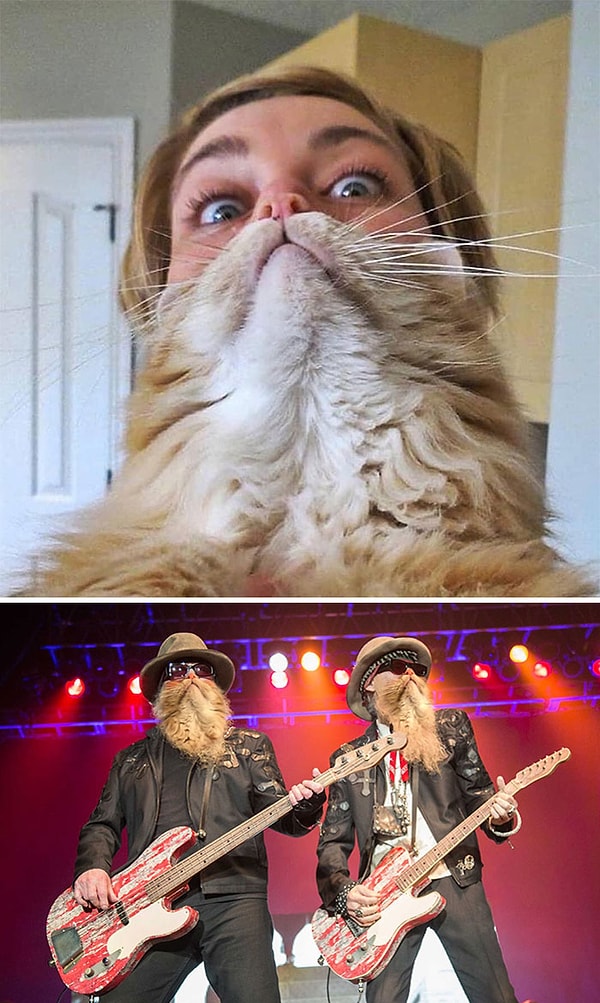 25. Крутые парни отращивают бороду... кошачью