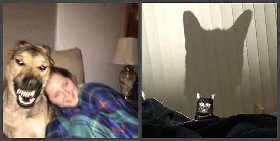 Девушка выложила неудачное фото своей собаки в Сети, и другие пользователи решили последовать ее примеру. А удачные ли фото, смотрите сами