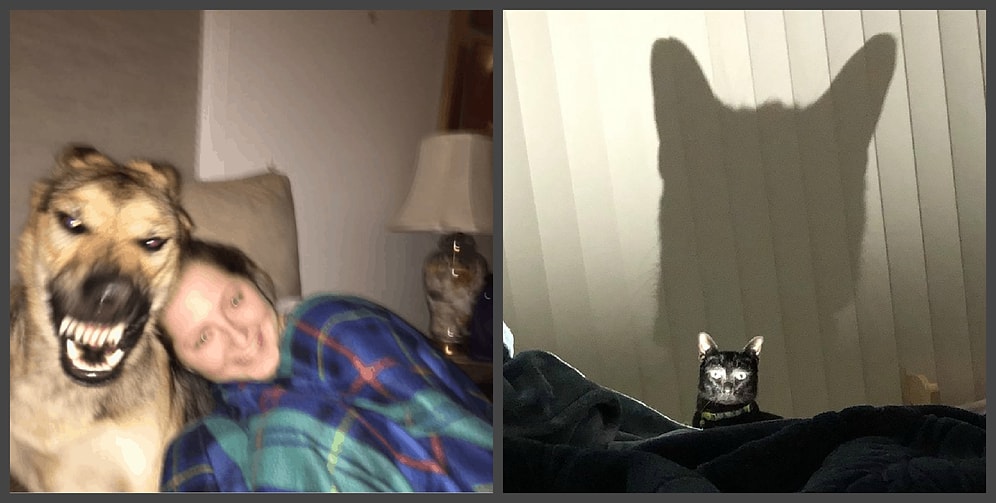 Девушка выложила неудачное фото своей собаки в Сети, и другие пользователи решили последовать ее примеру. А удачные ли фото, смотрите сами