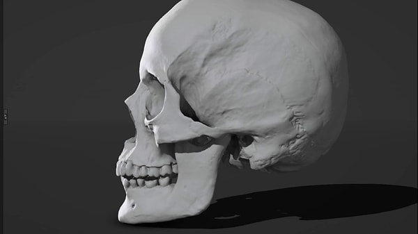 2. Какая из перечисленных костей не относится к костям черепа?