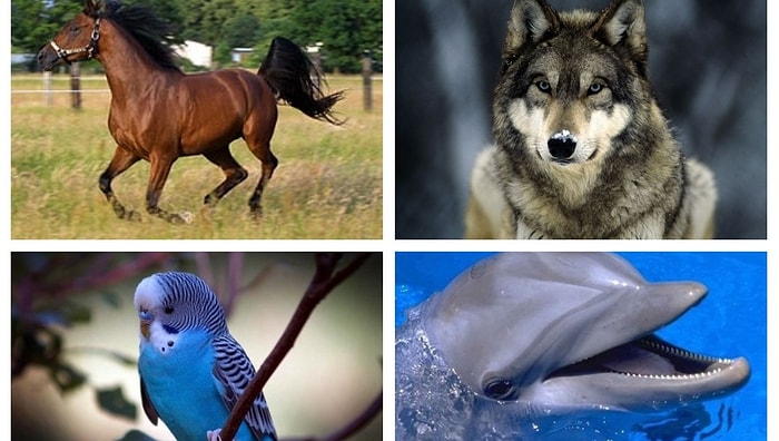 Тест: Выбрав животное, вы узнаете все о своем характере