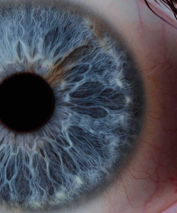 14. Глаз человека