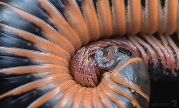 26. Многоножка, свернувшаяся во сне