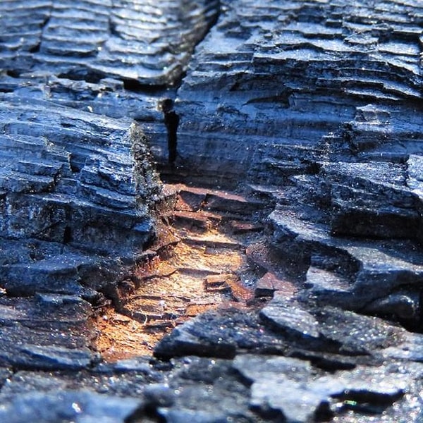 29. Бревно со следом от огня