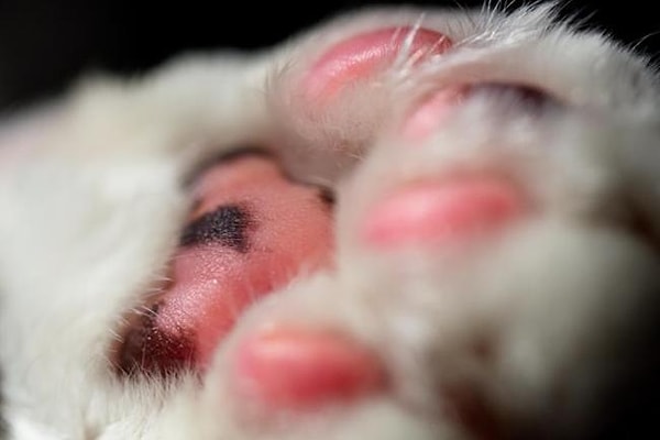 31. Кошачья лапа