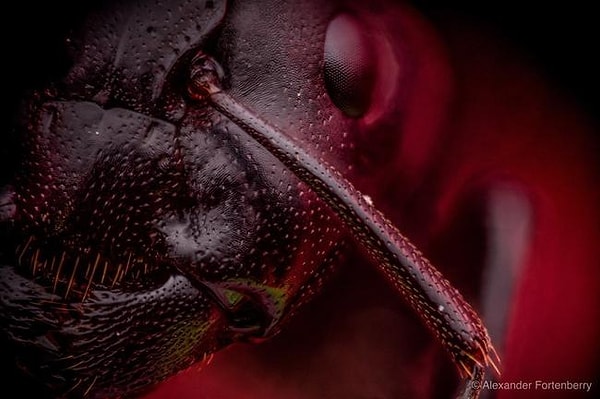 21. Чёрный муравей-древоточец