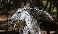 Özgür Atlar Zamanı: Antalya'da Faytondan Kurtulan 40 At Özel Bakıma Alındı