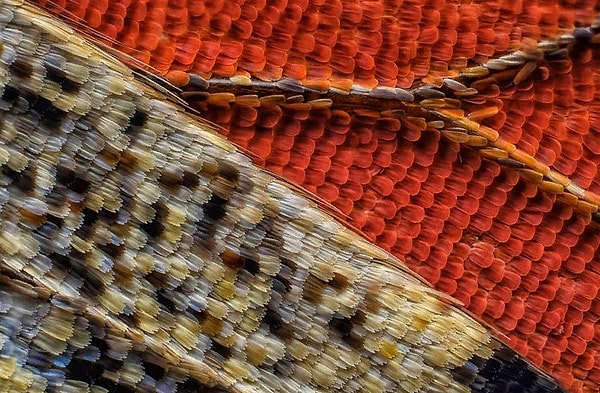 8. Крыло бабочки