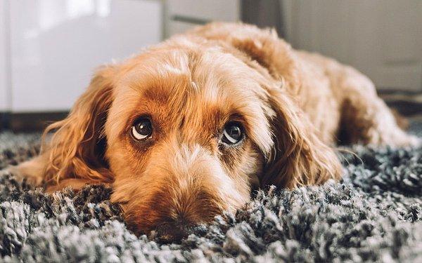 Araştırma ekibinde yer alan Portsmouth Üniversitesi'nden öğretim görevlisi Juliane Kaminski'ye göre, köpekler bu hareketi yaptığında, insanlarda onların istediklerini yapmak için güçlü bir arzu uyanıyor.