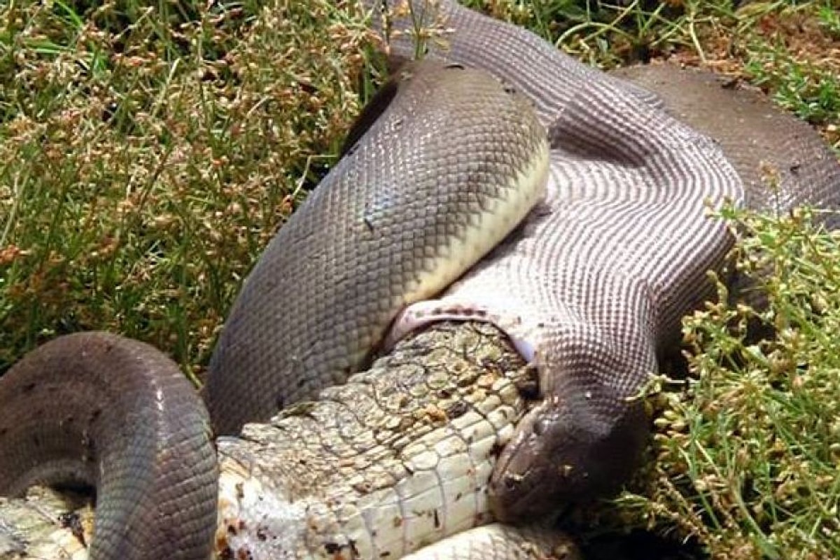 Бегемот против крокодила. Hippopotamus amphibius бегемот. Змея бегемот. Бегемот в пруду. Нильский бегемот.