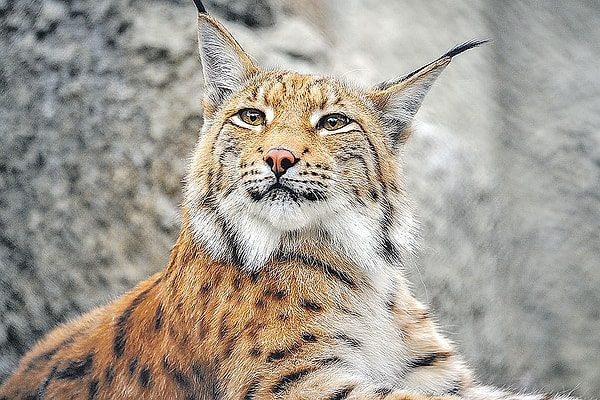 8. Где в дикой природе НЕ обитает рысь?