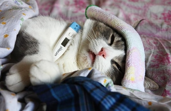 8. Из-за нехватки какого витамина возникает болезнь "бери-бери"?