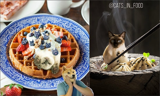 Новые оригинальные фото питерского художника, совмещающие котиков и еду