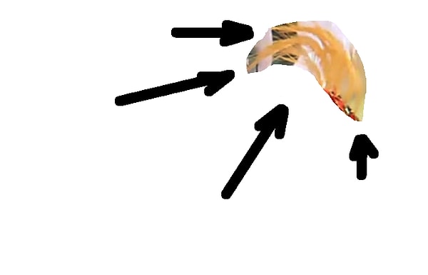 5. Эти перья вы могли видеть в...