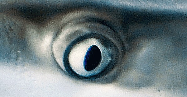 5. "Я не узнаю вас в гриме... Кто вы такой?"