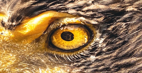 8. Ну-ка, присмотритесь получше!