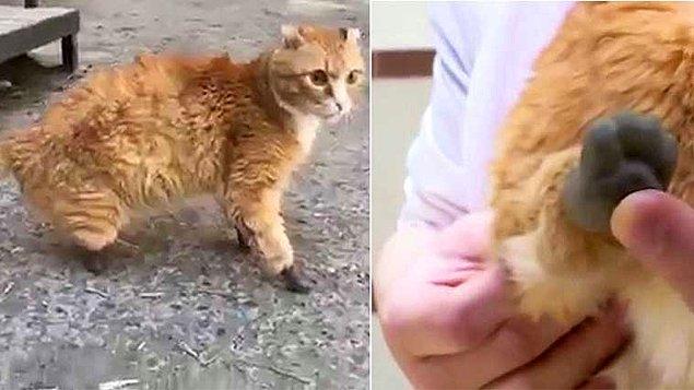 Rhyzik isimli kediye Novosibirsk kentindeki veteriner Sergey Gorshkov tarafından 3B yazıcıda protez pati yapıldı.