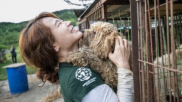 1. Hayvan hakları savunucuları, Güney Kore'de yenmek için yetiştirilen 50 köpeği çiftlikten kurtarmayı başardı.