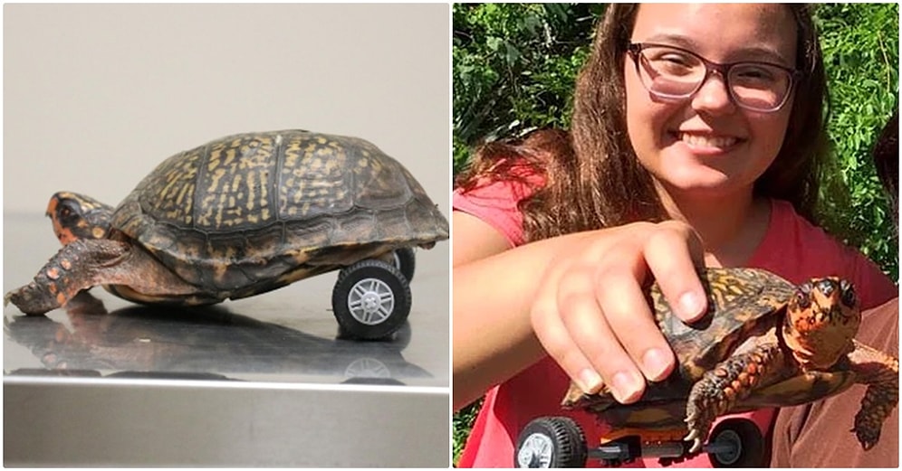 Arka Bacaklarını Kaybeden Kaplumbağanın Tekrar Yürümesini Sağlayan Veterinerler Herkesin Kalbini Eritti